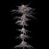 Compound Genetics-Nakamarra