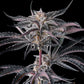Compound Genetics-Nakamarra