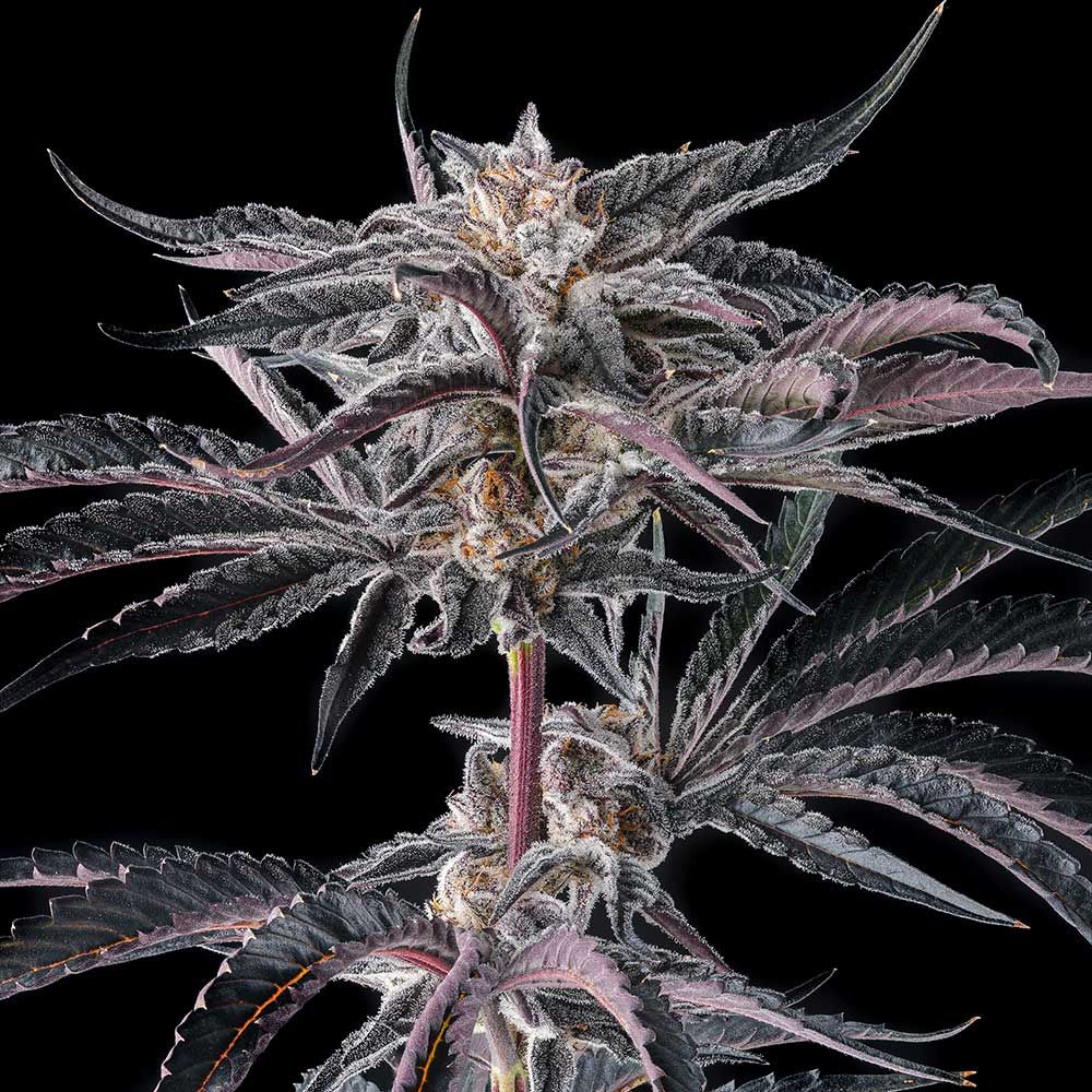 Compound Genetics-Nakamarra