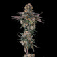 Compound Genetics-Orange Moon