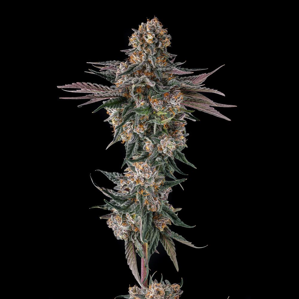 Compound Genetics-Orange Moon