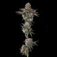 Compound Genetics-Orange Moon