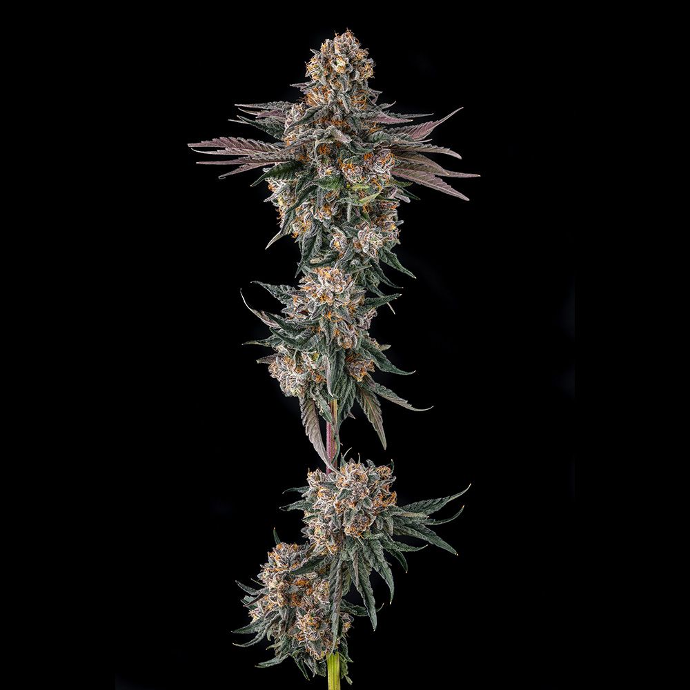 Compound Genetics-Orange Moon