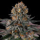 Compound Genetics-Orange Moon