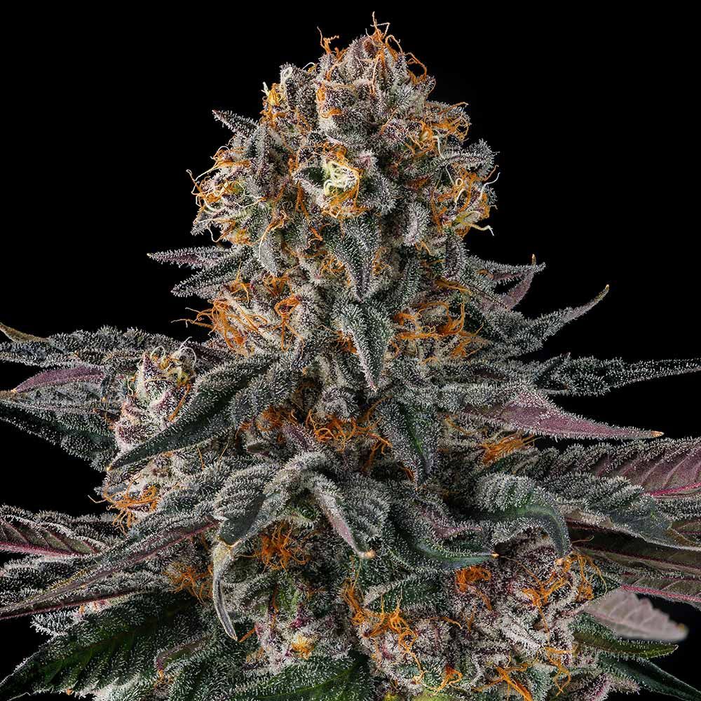 Compound Genetics-Orange Moon