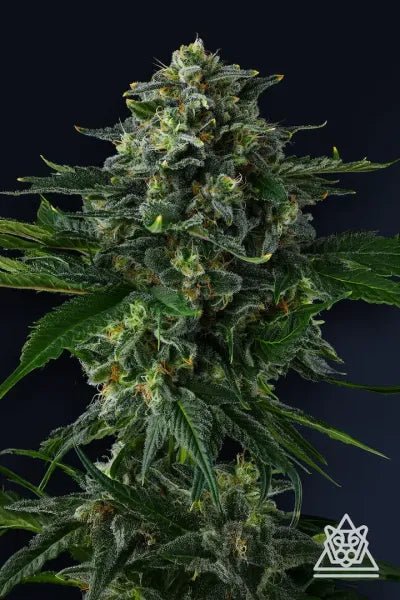 Philbo Baggins - Cannaseuse - Curated Genetics - Compound Genetics