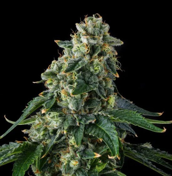 Presidential Pardon - Cannaseuse - Curated Genetics - Compound Genetics