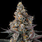 Compound Genetics-Shake Back