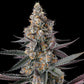 Compound Genetics-Shake Back
