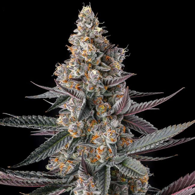 Compound Genetics-Shake Back