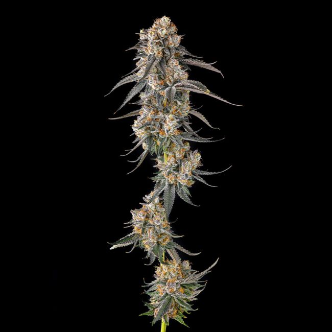 Compound Genetics-Solazo