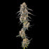 Compound Genetics-Solazo