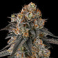 Compound Genetics-Solazo