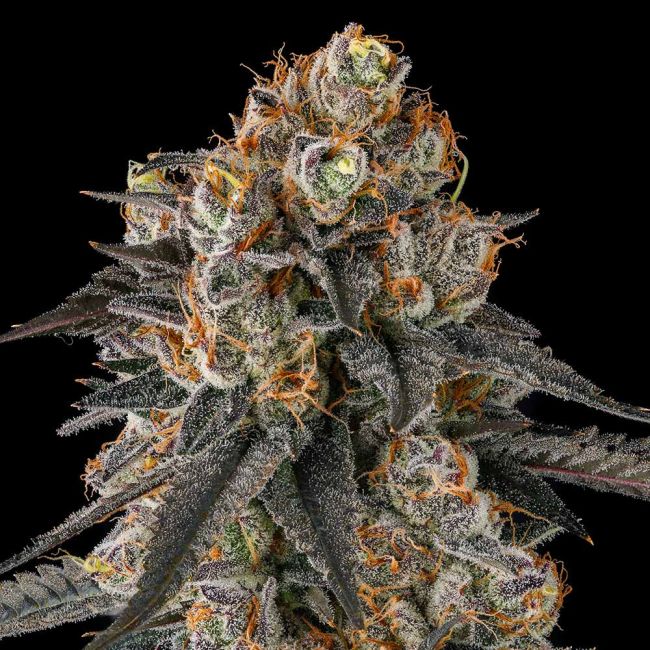 Compound Genetics-Solazo