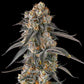 Compound Genetics-Solazo