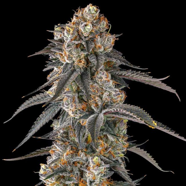 Compound Genetics-Solazo