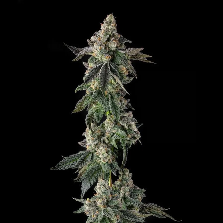 Compound Genetics-Wokstar