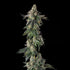 Compound Genetics-Wokstar