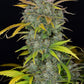 Gelato Auto - Cannaseuse - Curated Genetics - 42 Fast Buds