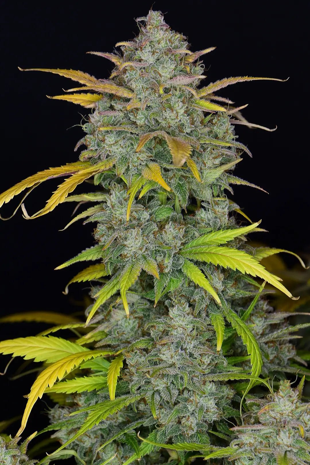 Gelato Auto - Cannaseuse - Curated Genetics - 42 Fast Buds
