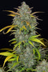 Gelato Auto - Cannaseuse - Curated Genetics - 42 Fast Buds