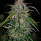Smoothie Auto - Cannaseuse - Curated Genetics - 42 Fast Buds
