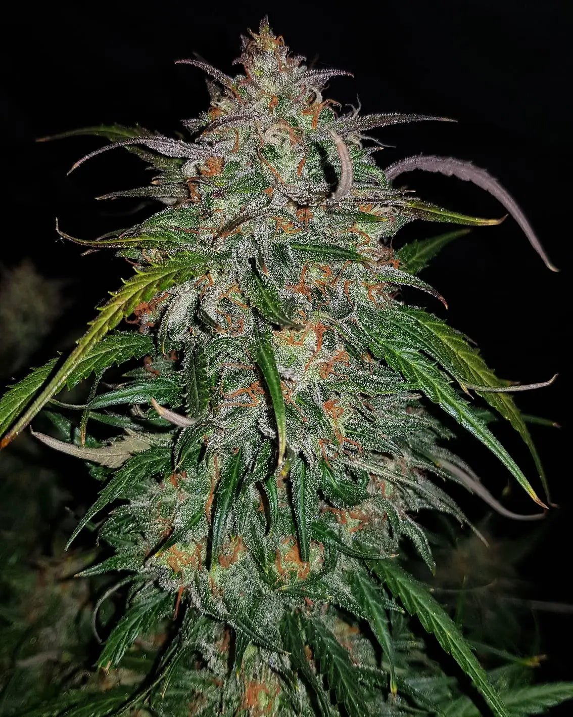 Smoothie Auto - Cannaseuse - Curated Genetics - 42 Fast Buds