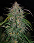 Smoothie Auto - Cannaseuse - Curated Genetics - 42 Fast Buds