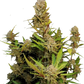 Apricot Auto - Cannaseuse - Curated Genetics - 42 Fast Buds
