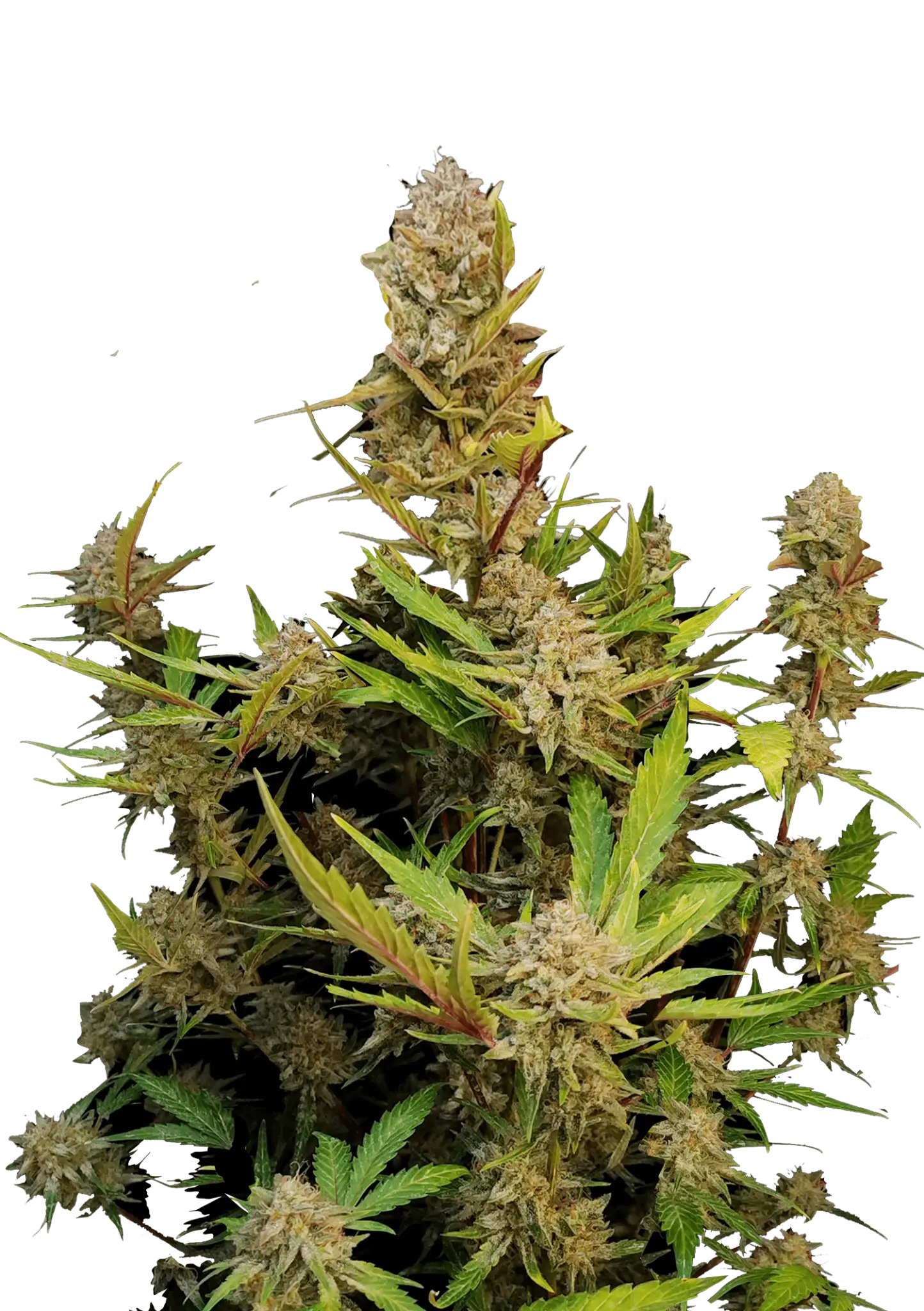 Apricot Auto - Cannaseuse - Curated Genetics - 42 Fast Buds