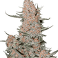 Ztrawberriez Auto - Cannaseuse - Curated Genetics - 42 Fast Buds