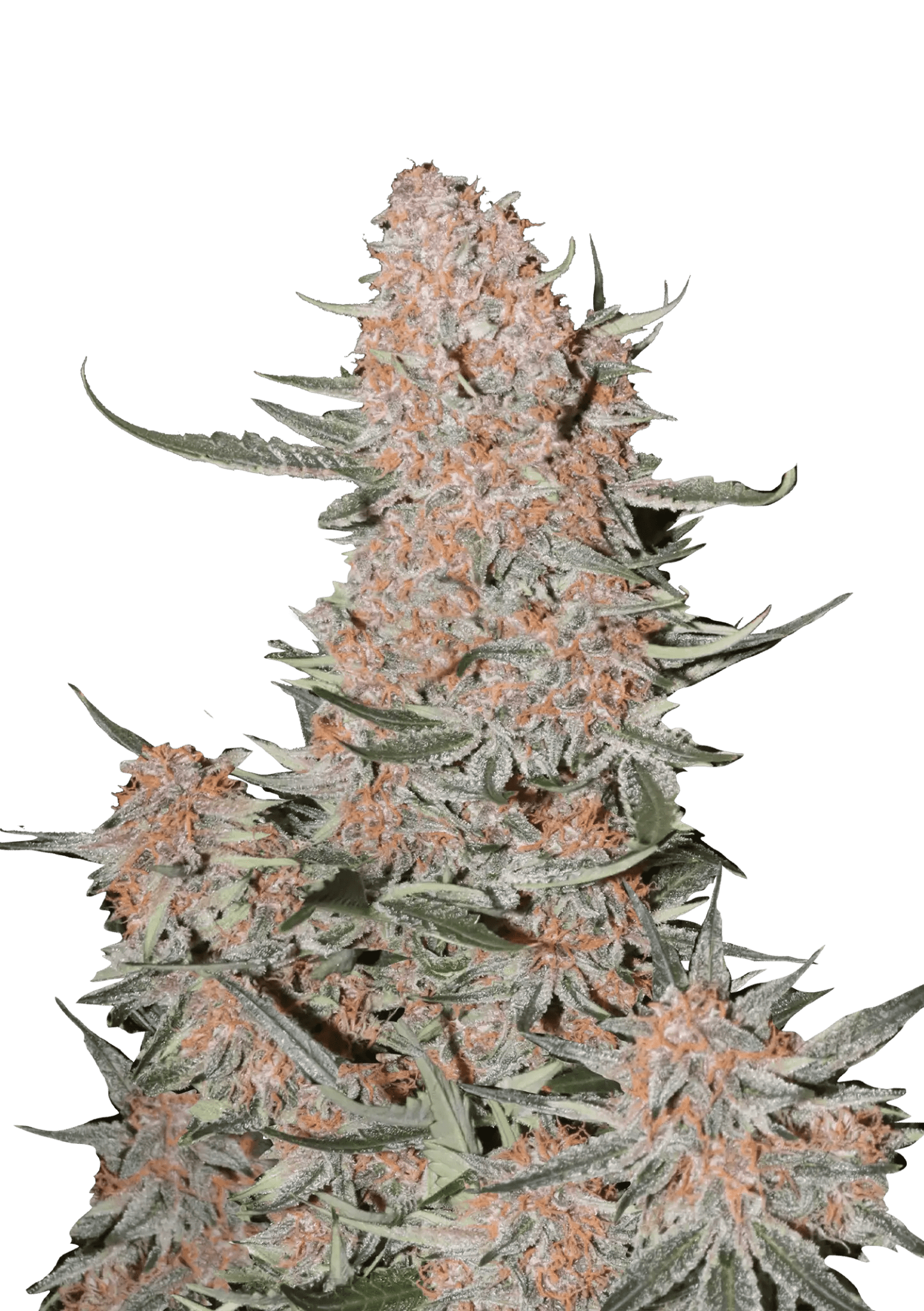 Ztrawberriez Auto - Cannaseuse - Curated Genetics - 42 Fast Buds