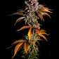 Blackberry Auto - Cannaseuse - Curated Genetics - 42 Fast Buds