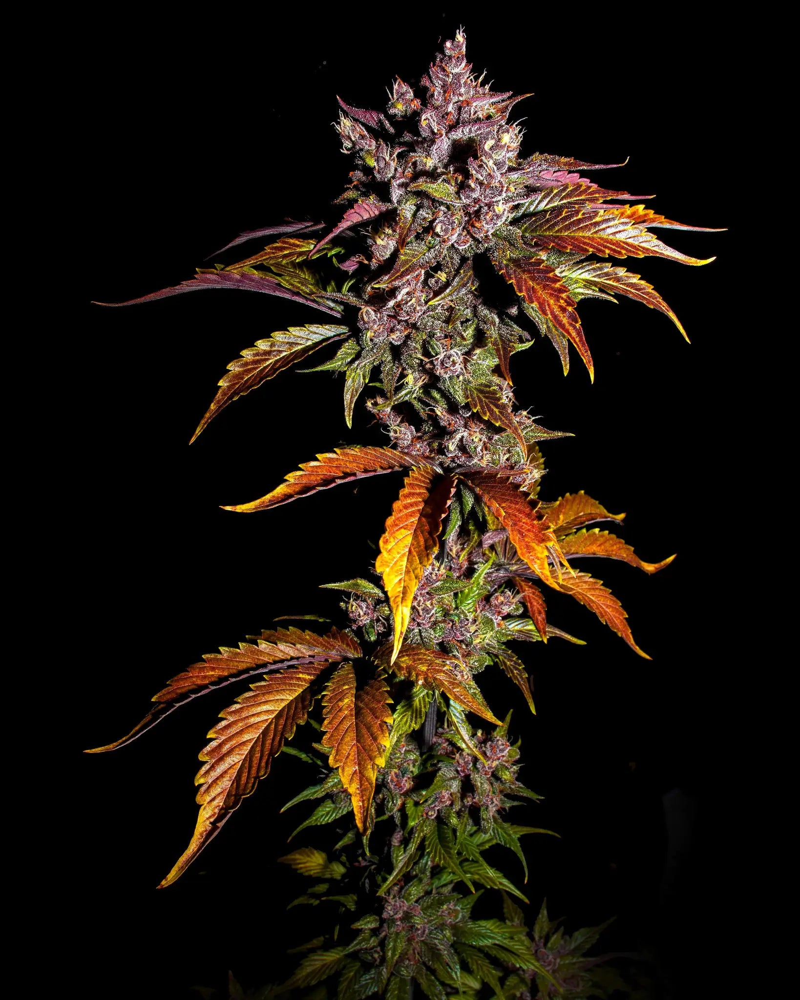 Blackberry Auto - Cannaseuse - Curated Genetics - 42 Fast Buds