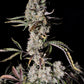 Gorilla Z Auto - Cannaseuse - Curated Genetics - 42 Fast Buds