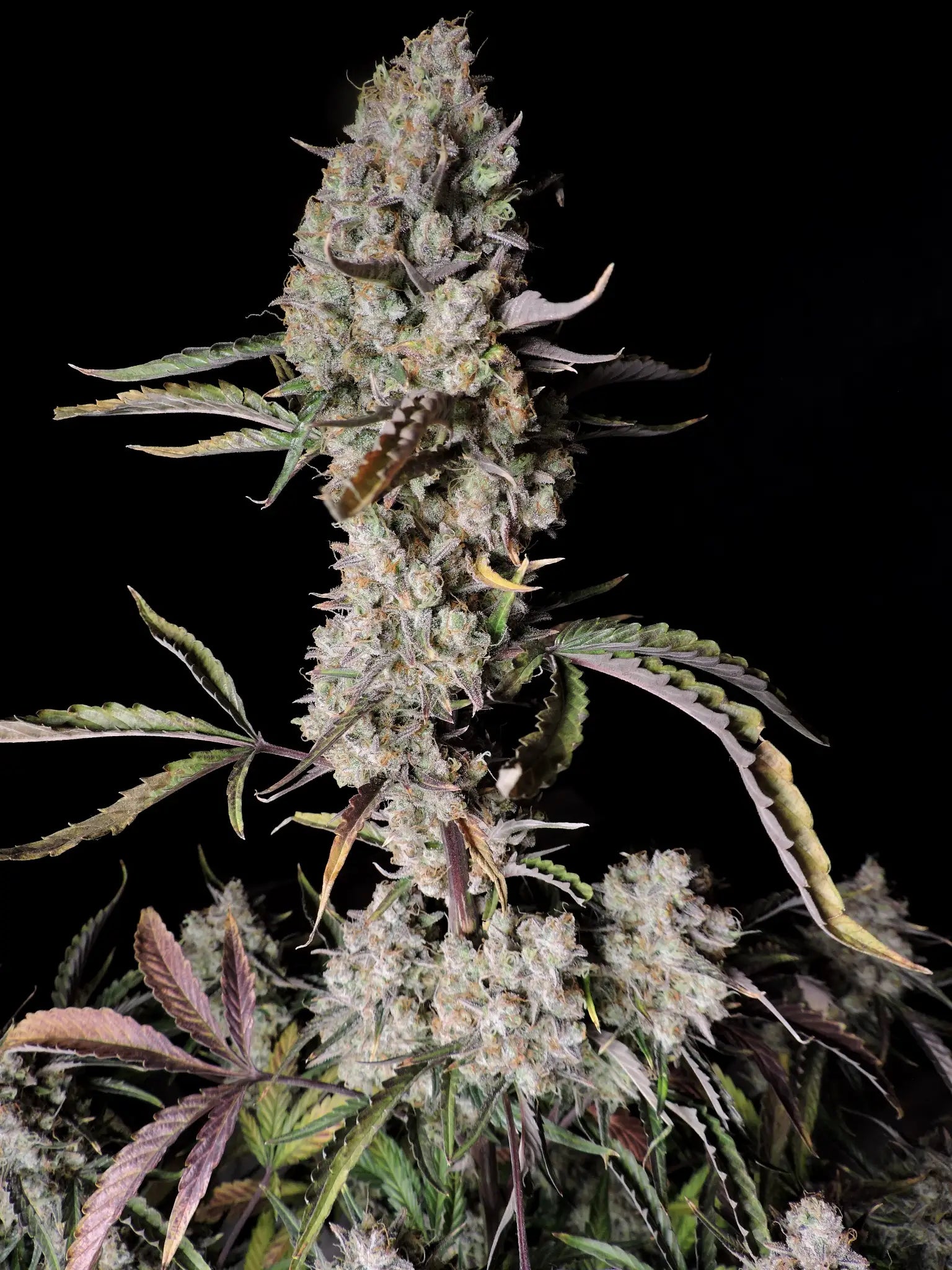 Gorilla Z Auto - Cannaseuse - Curated Genetics - 42 Fast Buds