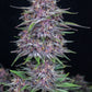 Banana Purple Punch Auto - Cannaseuse - Curated Genetics - 42 Fast Buds