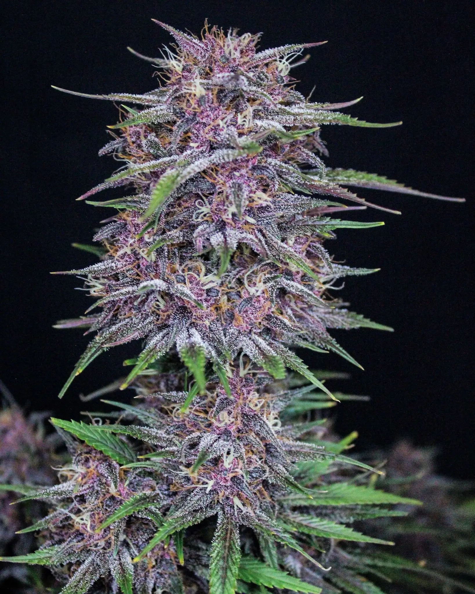 Banana Purple Punch Auto - Cannaseuse - Curated Genetics - 42 Fast Buds