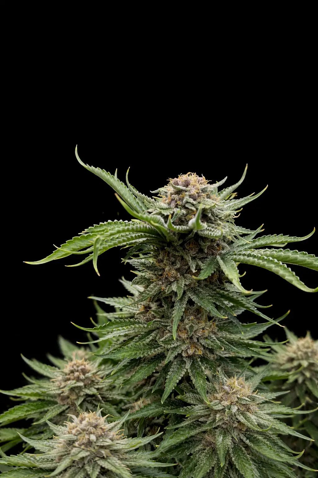 Cherry Cola Auto RF3 - Cannaseuse - Curated Genetics - 42 Fast Buds