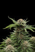 Cherry Cola Auto RF3 - Cannaseuse - Curated Genetics - 42 Fast Buds