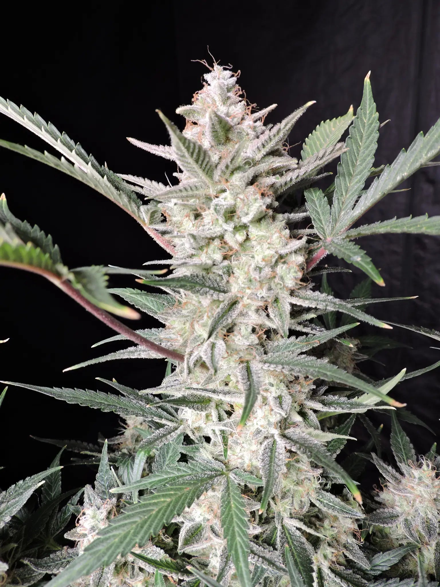 Strawberry Gorilla Auto - Cannaseuse - Curated Genetics - 42 Fast Buds
