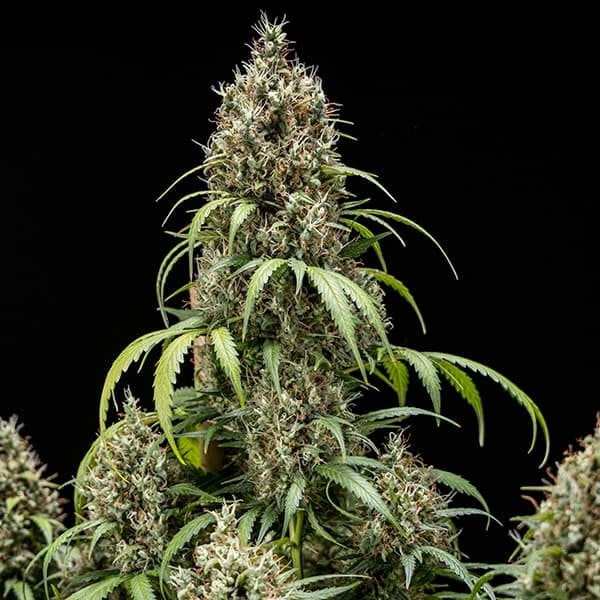 Cookies Gelato Auto - Cannaseuse - Curated Genetics - Royal Queen Seeds