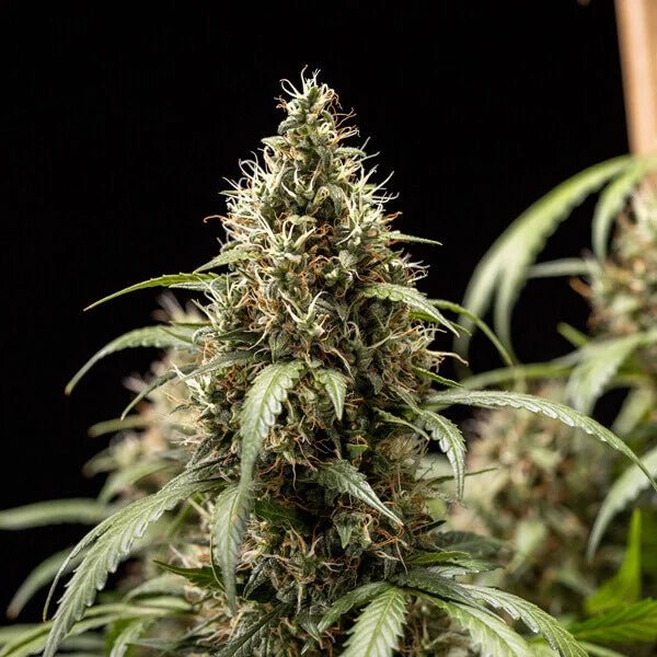 Cookies Gelato Auto - Cannaseuse - Curated Genetics - Royal Queen Seeds