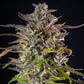 Cookies Gelato - Cannaseuse - Curated Genetics - Royal Queen Seeds