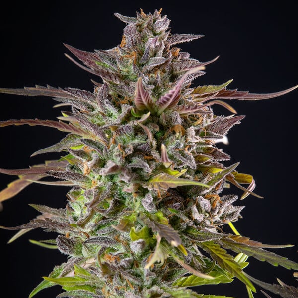Cookies Gelato - Cannaseuse - Curated Genetics - Royal Queen Seeds