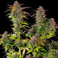 Cookies Gelato - Cannaseuse - Curated Genetics - Royal Queen Seeds