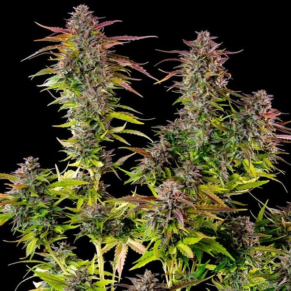 Cookies Gelato - Cannaseuse - Curated Genetics - Royal Queen Seeds