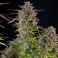 Cookies Gelato - Cannaseuse - Curated Genetics - Royal Queen Seeds