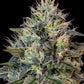 Cookies Gelato - Cannaseuse - Curated Genetics - Royal Queen Seeds