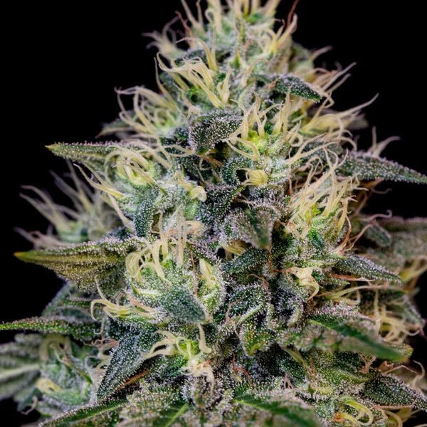 Cookies Gelato - Cannaseuse - Curated Genetics - Royal Queen Seeds